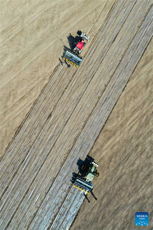 Cultivo de algod?o está em pleno andamento em Xinjiang