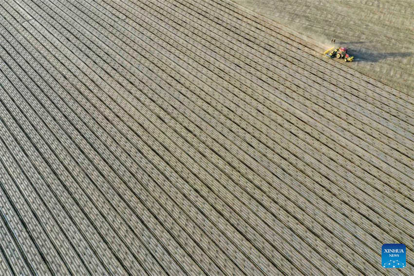 Cultivo de algod?o está em pleno andamento em Xinjiang