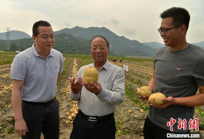 Produ??o de nova variedade de batata 
