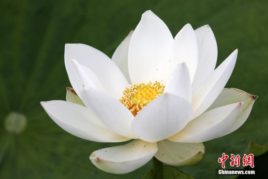 China: flores de ver?o florescem em todo o país