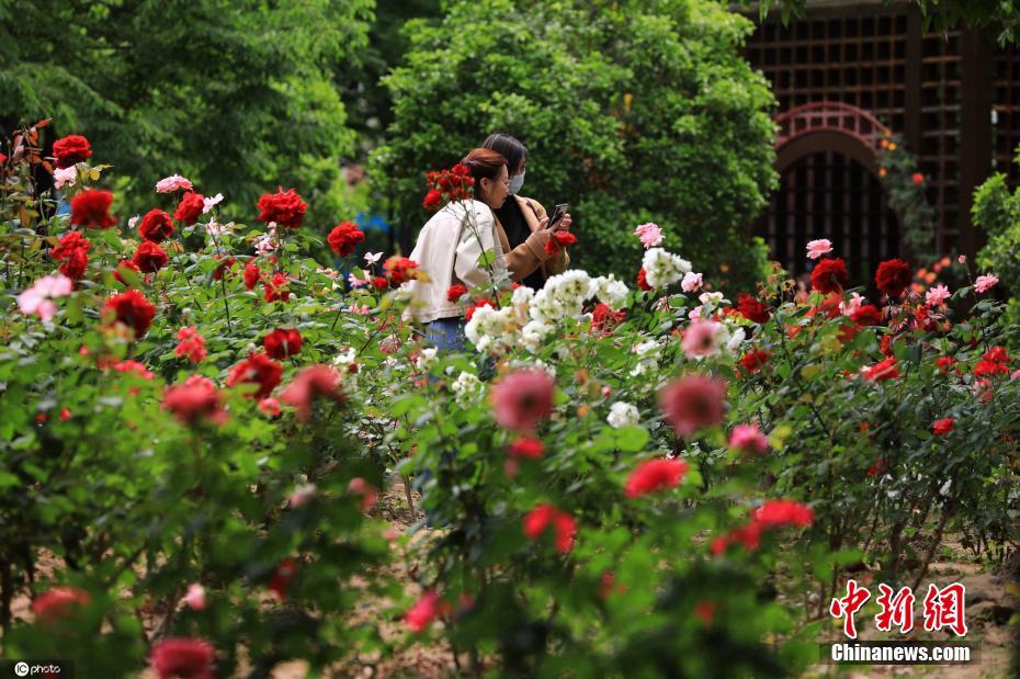 China: flores de ver?o florescem em todo o país