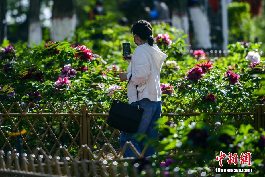 China: flores de ver?o florescem em todo o país