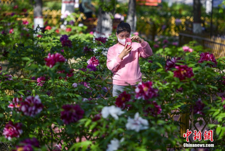 China: flores de ver?o florescem em todo o país