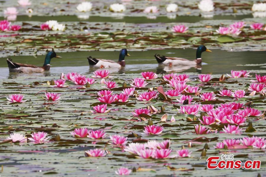 Galeria: lírios de água florescem em Nanjing