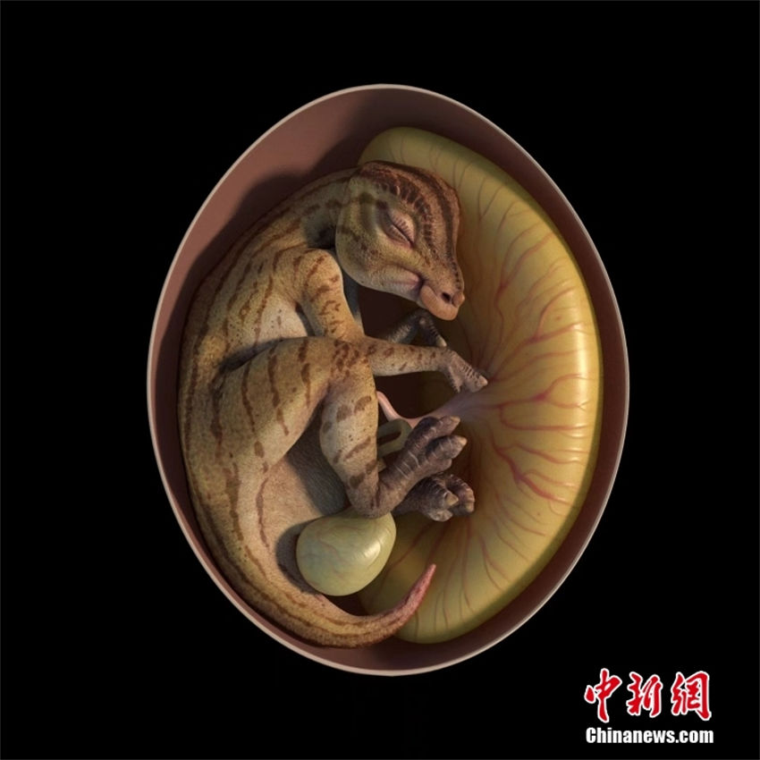 China descobre fóssil de embri?o de hadrosauridae, o mais completo já registrado