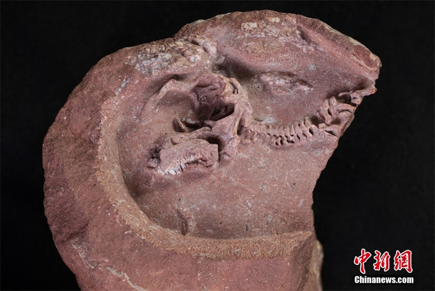 China descobre fóssil de embri?o de hadrosauridae, o mais completo já registrado