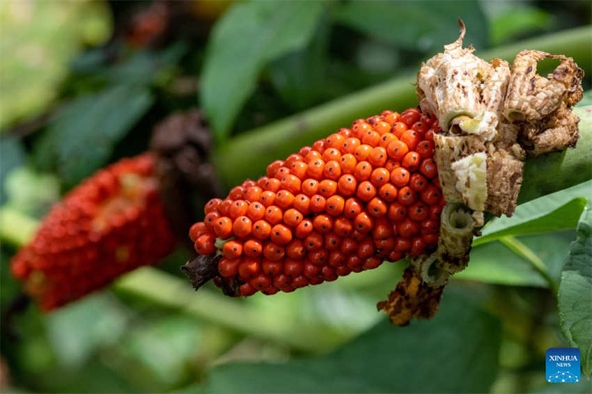 Galeria: Wuzhishan, Parque Nacional da Floresta Tropical de Hainan