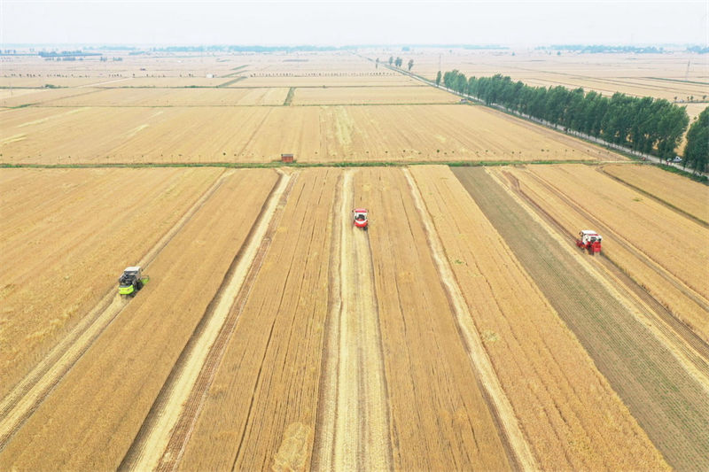 Henan: agricultores de trigo iniciam temporada de colheita