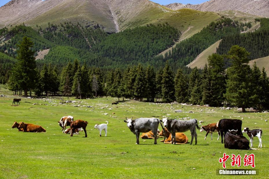 Galeria: pasto Barkol em Xinjiang