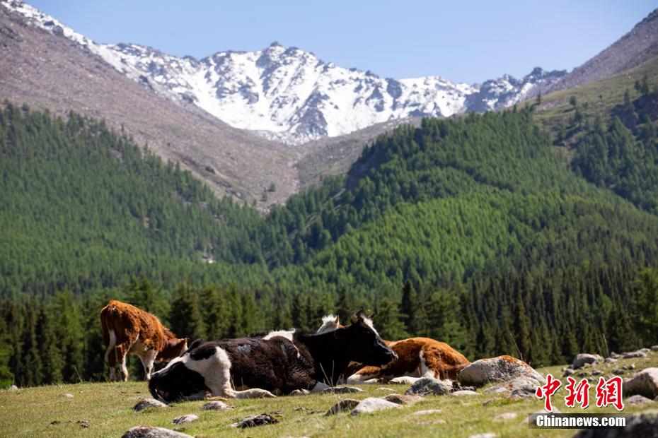 Galeria: pasto Barkol em Xinjiang