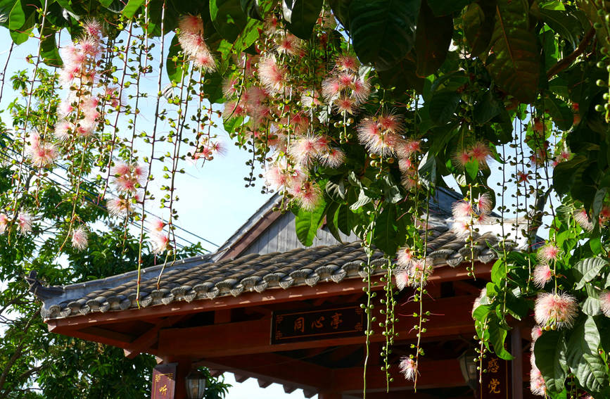 Galeria: flores de barringtonia racemosa atraem turistas em Hainan