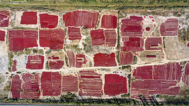 Galeria: pimentas vermelhas refletem boa vida em Xinjiang