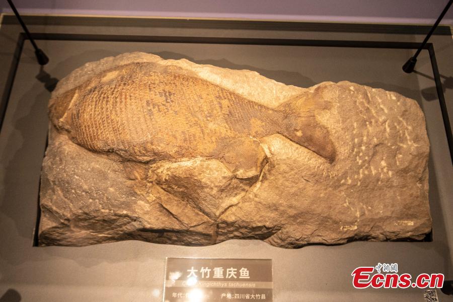 Museu de História Natural de Chengdu prestes a abrir