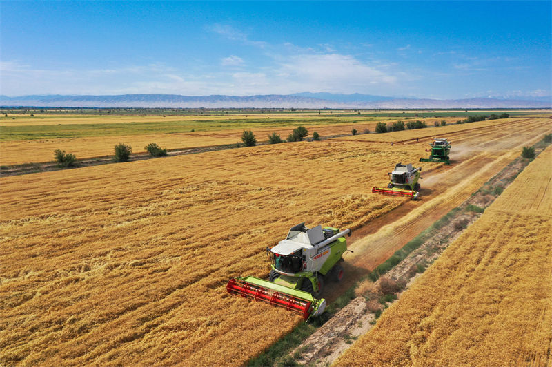Xinjiang: condado de Hutubi inicia temporada de colheita do trigo