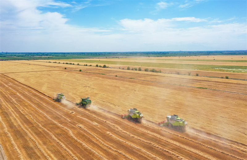 Xinjiang: condado de Hutubi inicia temporada de colheita do trigo