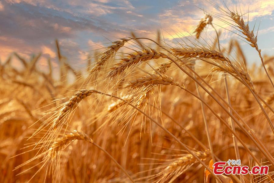 Galeria: colheita de trigo em Xinjiang