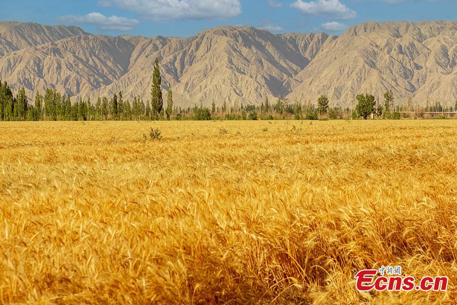 Galeria: colheita de trigo em Xinjiang