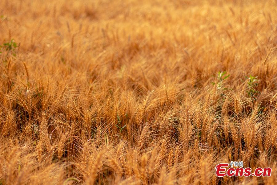 Galeria: colheita de trigo em Xinjiang