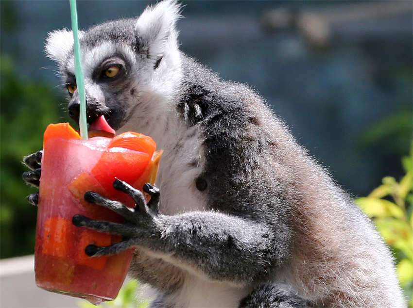 Animais des zoológicos em todo mundo recebem cuidados especiais no ver?o