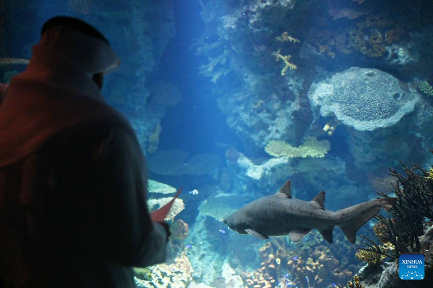 Kuwait anuncia sucesso na cria??o de tubar?es-touro criticamente amea?ados