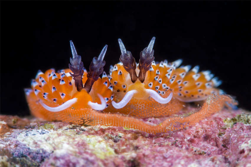 Indonésia: lesmas marinhas capturadas em macro-fotografia no mar profundo