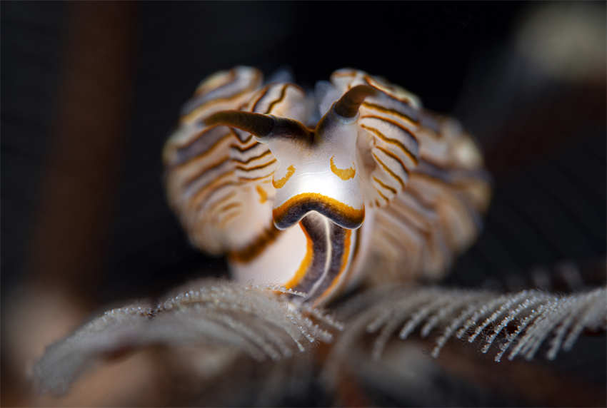 Indonésia: lesmas marinhas capturadas em macro-fotografia no mar profundo