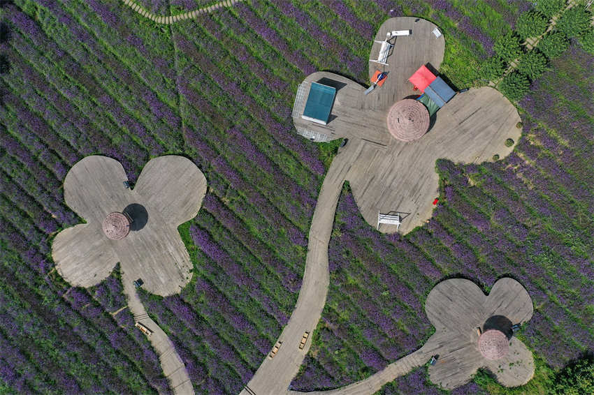 Galeria: roxo “mar de flores” de verbena em Guizhou