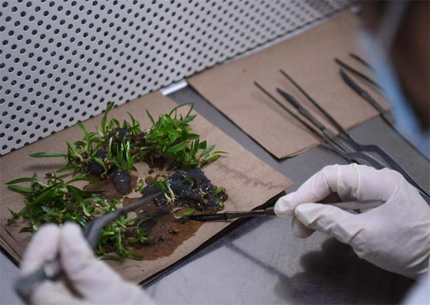 Segundo jardim botanico nacional da China é inaugurado em Guangzhou