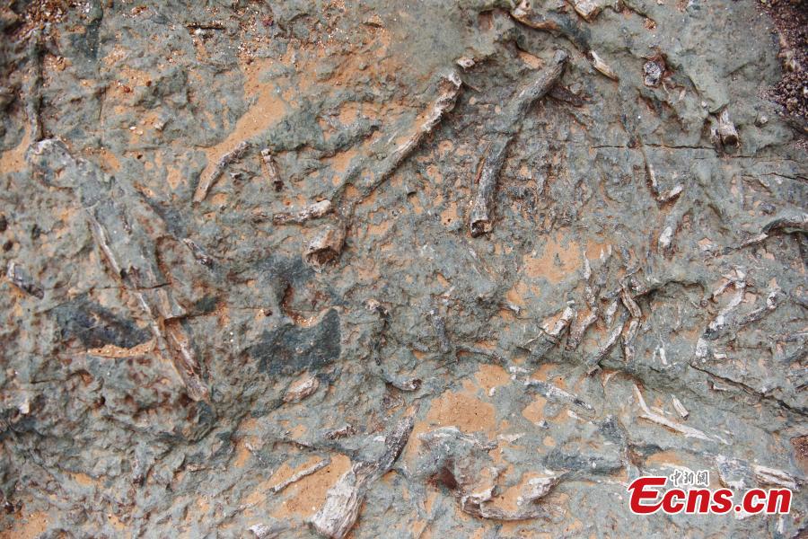 Maior número de pegadas de dinossauros é descoberto no norte da China