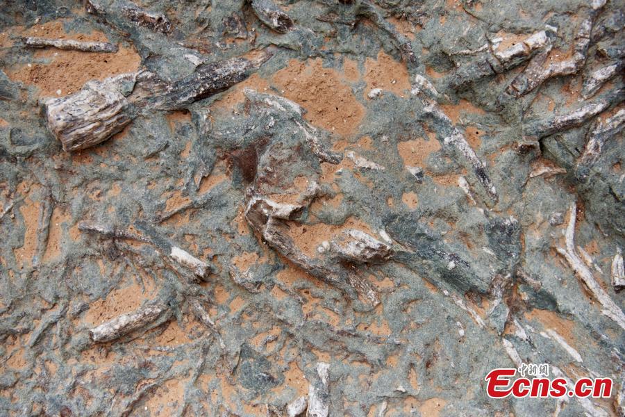 Maior número de pegadas de dinossauros é descoberto no norte da China