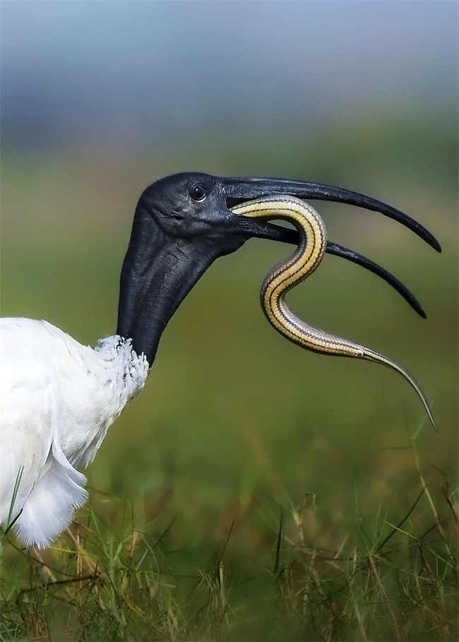 Galeria: íbis-do-jap?o (Nipponia nippon) engole uma cobra no pantano de Mangalajodi, índia