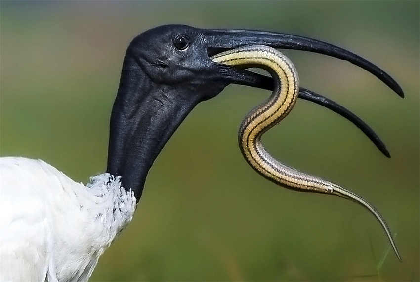 Galeria: íbis-do-jap?o (Nipponia nippon) engole uma cobra no pantano de Mangalajodi, índia