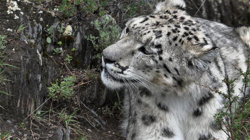 Equipe de fotografia de natureza documenta leopardo de neve nas montanhas de Qinghai