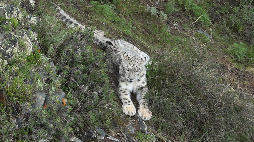 Equipe de fotografia de natureza documenta leopardo de neve nas montanhas de Qinghai