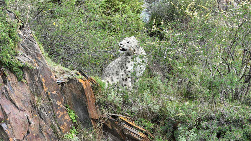 Equipe de fotografia de natureza documenta leopardo de neve nas montanhas de Qinghai