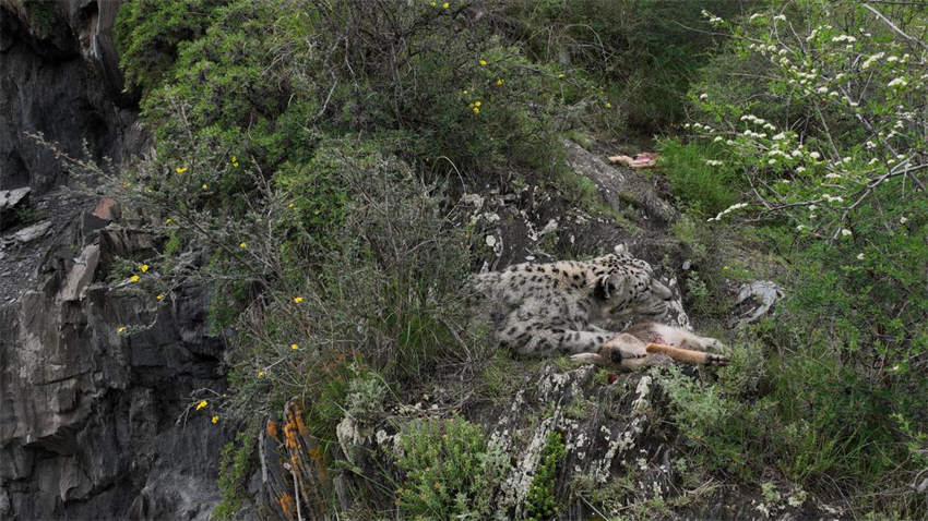 Equipe de fotografia de natureza documenta leopardo de neve nas montanhas de Qinghai