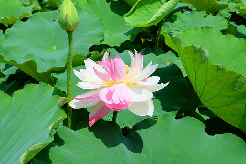 Galeria: lótus raros em flor na província de Yunnan