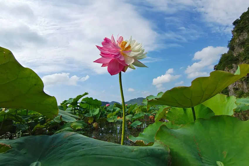 Galeria: lótus raros em flor na província de Yunnan