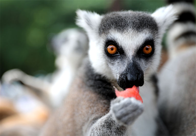 Galeria: parque natural ajuda animais a refrescarem-se em Qingdao