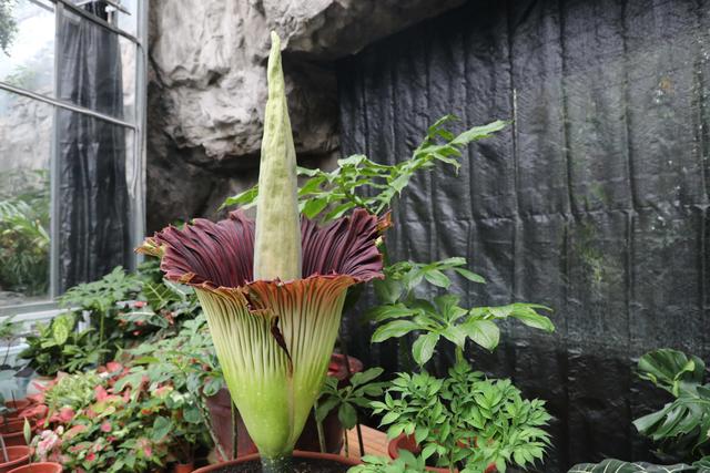 China: exemplar de amorphophallus titanum de 1,68m de altura floresce no Jardim Botanico Nacional