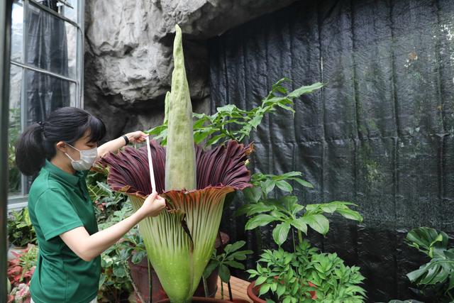 China: exemplar de amorphophallus titanum de 1,68m de altura floresce no Jardim Botanico Nacional