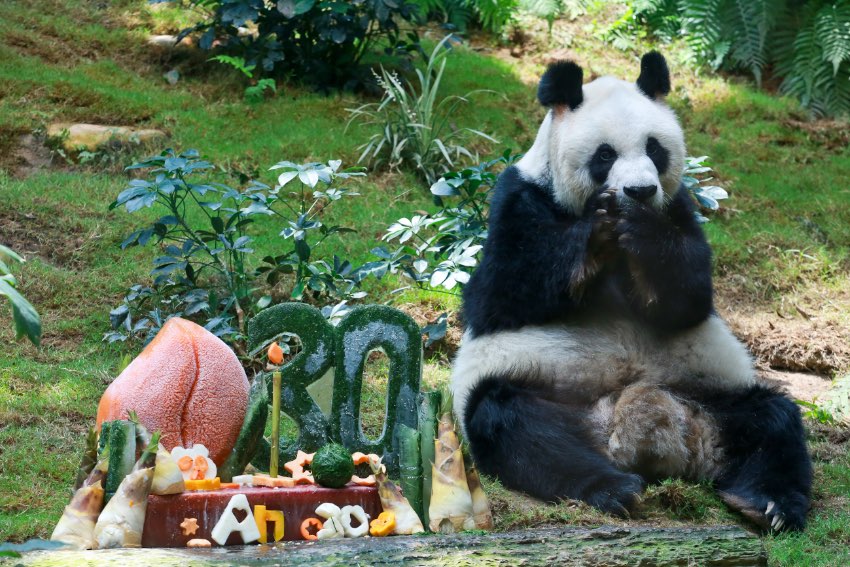 An An, panda gigante masculino de maior longevidade do mundo sob cuidados humanos, morre aos 35 anos em Hong Kong