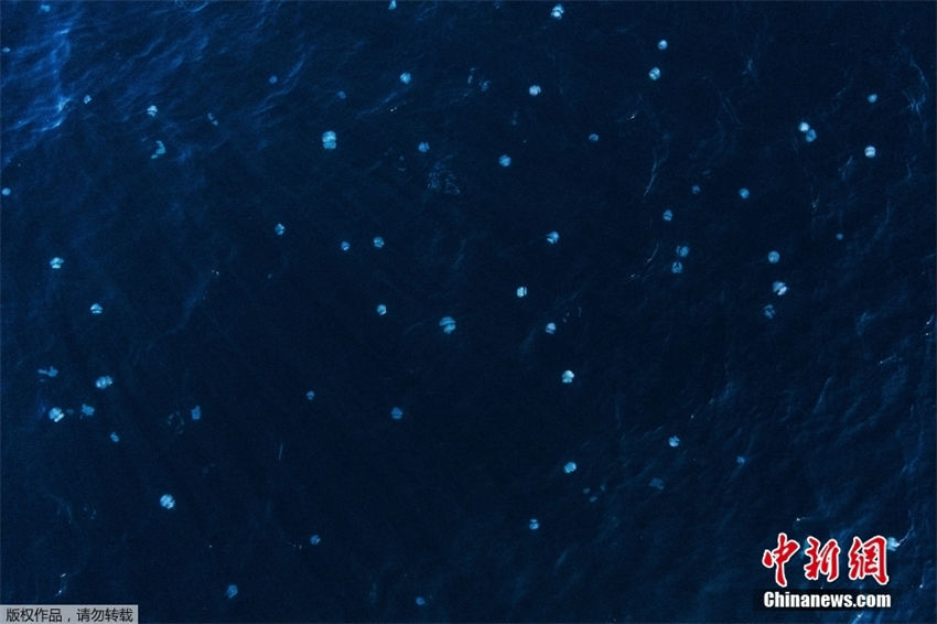 Galeria: medusas d?o vida ao mar mediterraneo