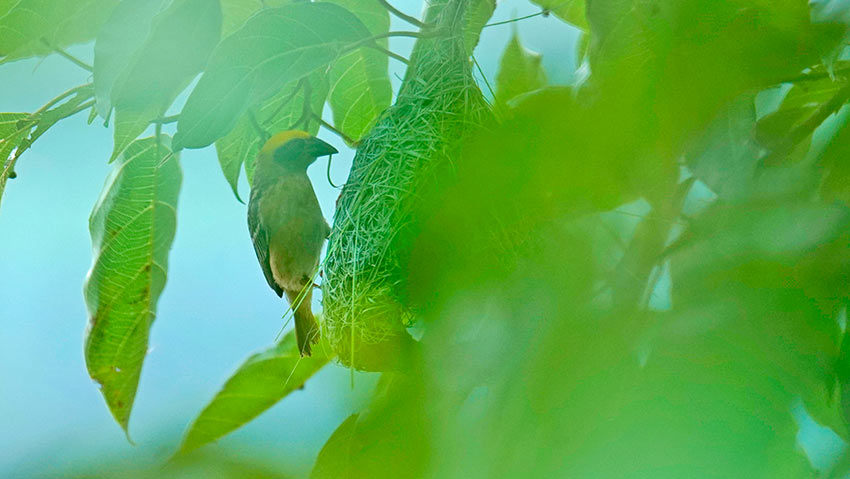 China: Yunnan abriga quase 10.000 tecel?es baya