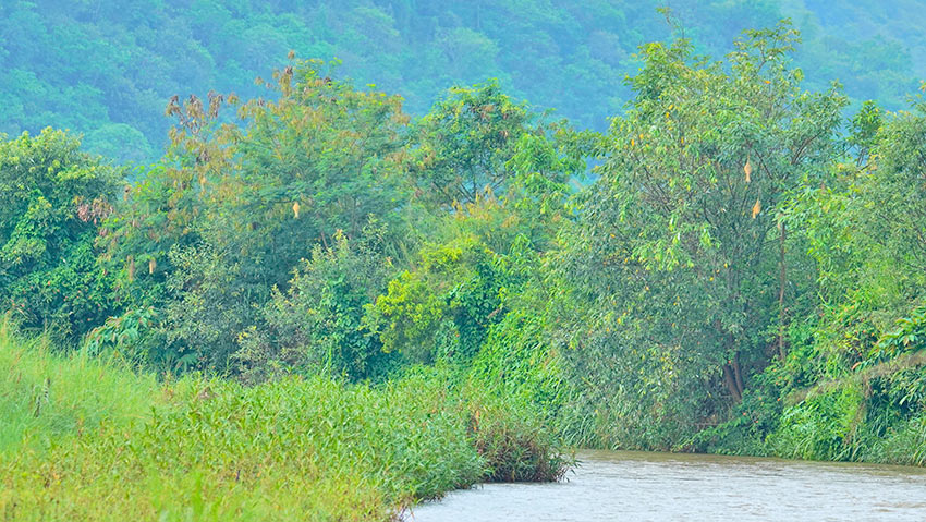 China: Yunnan abriga quase 10.000 tecel?es baya