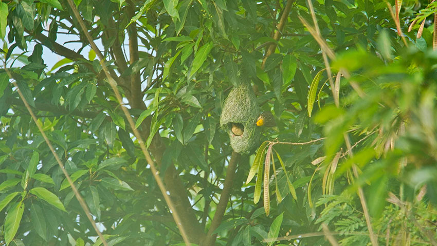 China: Yunnan abriga quase 10.000 tecel?es baya