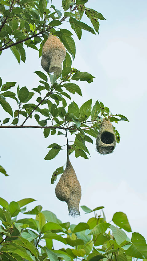 China: Yunnan abriga quase 10.000 tecel?es baya