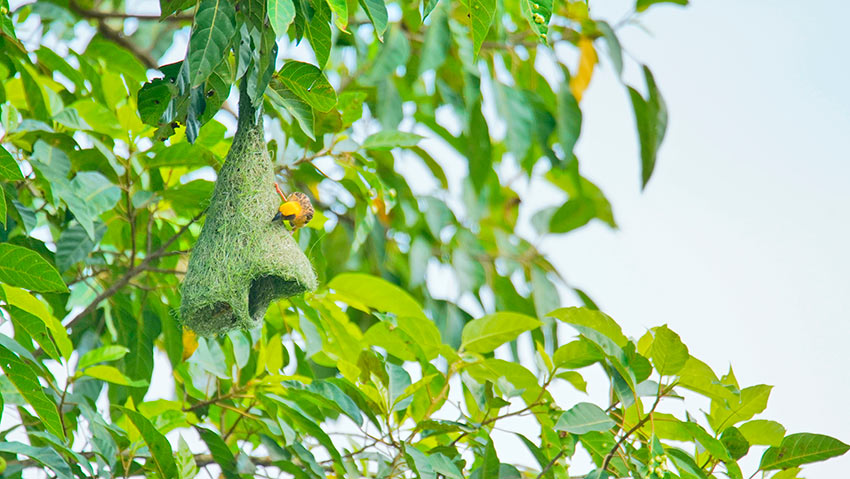 China: Yunnan abriga quase 10.000 tecel?es baya