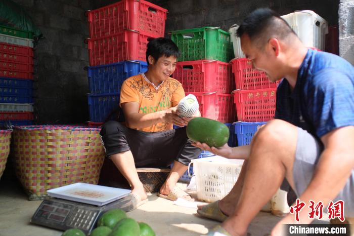 Guangxi inicia temporada de colheita de pequena caba?a de cera 
