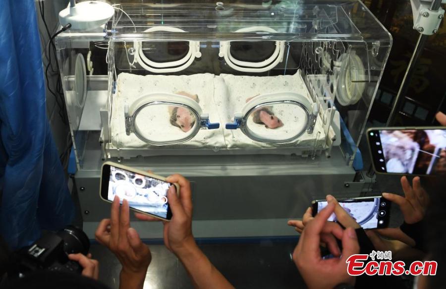 Panda gigante dá à luz gêmeos em Chongqing